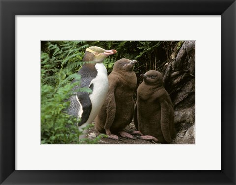 Framed Yellow-Eyed Penguin, New Zealand Print