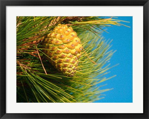 Framed Pine Cone in Tree, New Zealand Print