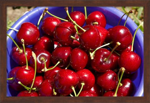 Framed Bucket of cherries, Cromwell, Central Otago, South Island, New Zealand Print