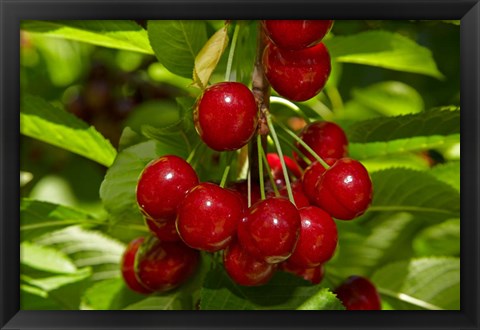 Framed Cherry Orchard, Cromwell, Central Otago, South Island, New Zealand Print