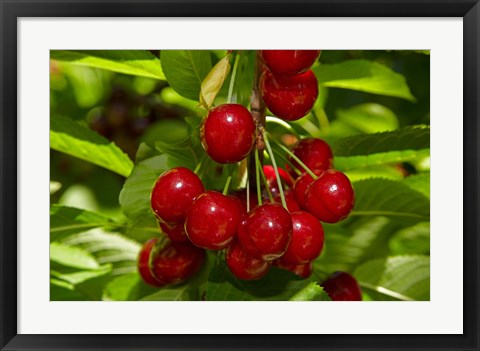 Framed Cherry Orchard, Cromwell, Central Otago, South Island, New Zealand Print