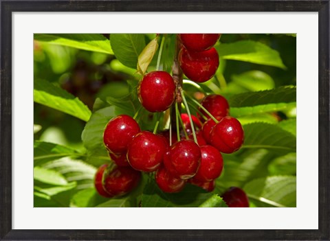 Framed Cherry Orchard, Cromwell, Central Otago, South Island, New Zealand Print