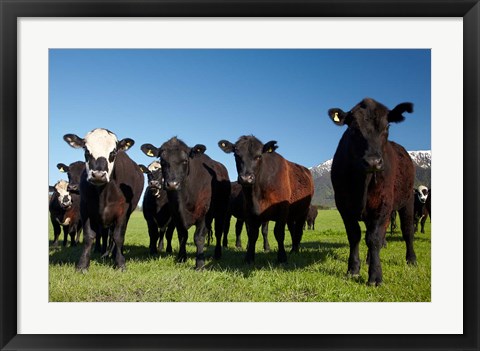 Framed Cows, Kaikoura, Seaward Kaikoura Ranges, Marlborough, South Island, New Zealand Print