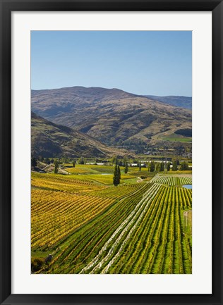 Framed Felton Road Vineyard, Autumn, Bannockburn, Central Otago, South Island, New Zealand Print