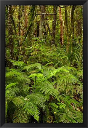 Framed Ferns and native bush near Matai Falls, Catlins, South Otago, South Island, New Zealand Print