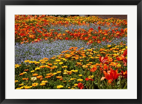 Framed Flower garden, Pollard Park, Blenheim, Marlborough, South Island, New Zealand (horizontal) Print