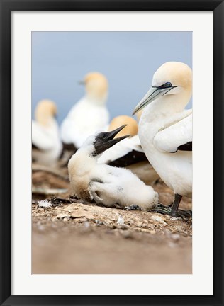 Framed Gannet tropical birds, Cape Kidnappers New Zealand Print