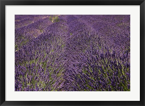 Framed Lavender Farm, near Cromwell, Central Otago, South Island, New Zealand (horizontal) Print