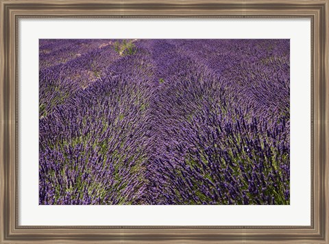 Framed Lavender Farm, near Cromwell, Central Otago, South Island, New Zealand (horizontal) Print