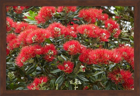 Framed Native Pohutukawa flowers, Bay of Islands, New Zealand Print