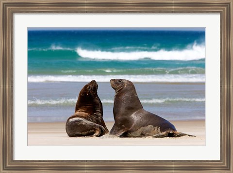 Framed New Zealand, South Island, Hooker&#39;s Sea Lion Print