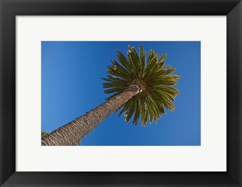 Framed Palm tree, Seymour Square, Marlborough, New Zealand Print