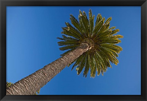 Framed Palm tree, Seymour Square, Marlborough, New Zealand Print