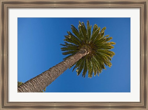 Framed Palm tree, Seymour Square, Marlborough, New Zealand Print