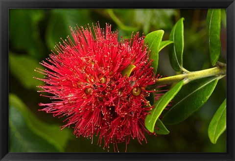 Framed Pohutukawa Flower, Dunedin, South Island, New Zealand Print