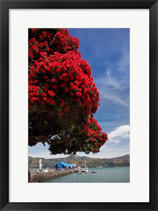 Framed Pohutukawa tree and Akaroa Harbour, Akaroa, Banks Peninsula, Canterbury, South Island, New Zealand Print