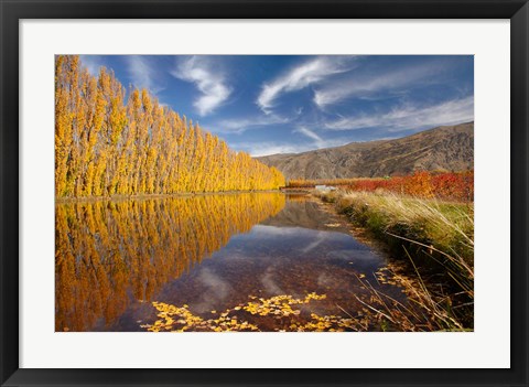 Framed Poplar tree, irrigation, Otago, South Island, New Zealand Print