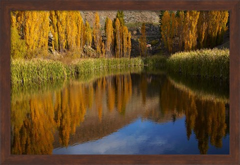 Framed Poplar trees in Autumn, Bannockburn, Cromwell, Central Otago, South Island, New Zealand Print