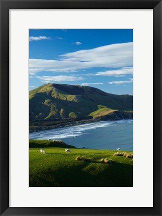 Framed Sheep grazing near Allans Beach, Dunedin, Otago, New Zealand Print