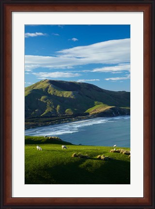 Framed Sheep grazing near Allans Beach, Dunedin, Otago, New Zealand Print