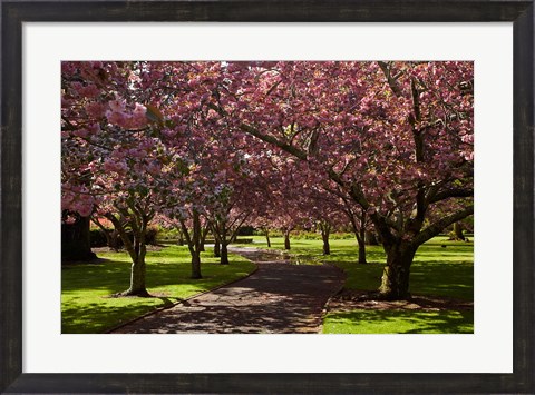 Framed Spring, Ashburton Domain, Mid-Canterbury, New Zealand Print