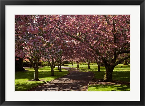 Framed Spring, Ashburton Domain, Mid-Canterbury, New Zealand Print