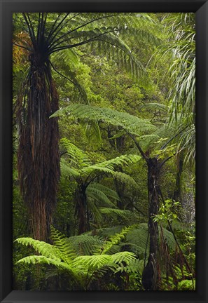 Framed Tree ferns, Manginangina Kauri Walk, Puketi Forest, near Kerikeri, North Island, New Zealand Print