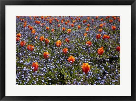 Framed Tulip flowers, Ashburton Domain, New Zealand Print