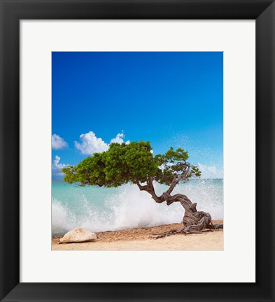 Framed Divi Divi Tree, Eagle Beach, Aruba, Caribbean Print