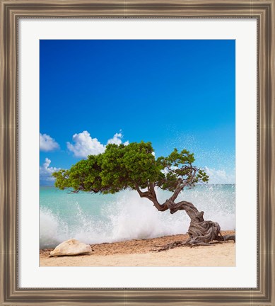 Framed Divi Divi Tree, Eagle Beach, Aruba, Caribbean Print