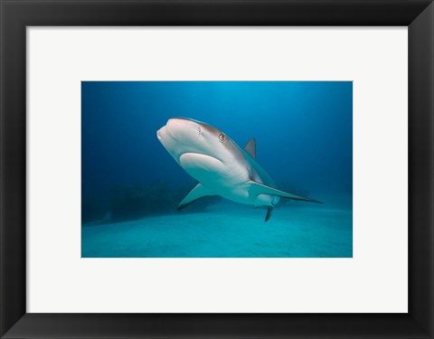 Framed Bahamas, Freeport, Caribbean Reef Shark swimming Print