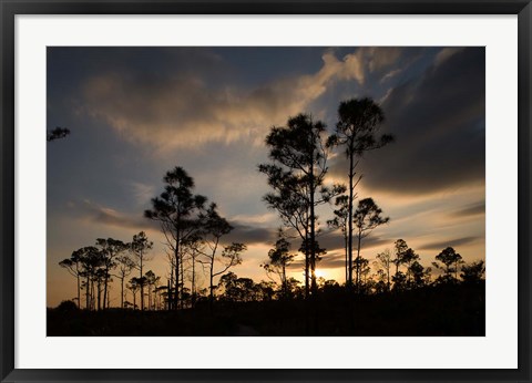 Framed Bahamas, Lucaya NP, Setting sun on Caribbean Pine Trees Print