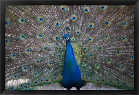 Framed Bahamas, Nassau, Indian Peacock patterns Print