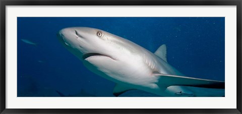 Framed Bahamas, New Providence Island, Caribbean Reef Sharks Print