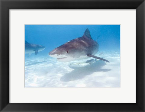 Framed Tiger Sharks, Northern Bahamas Print