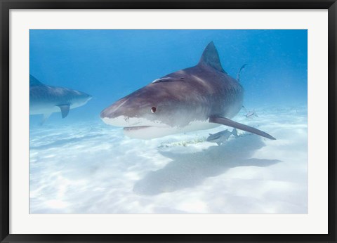 Framed Tiger Sharks, Northern Bahamas Print