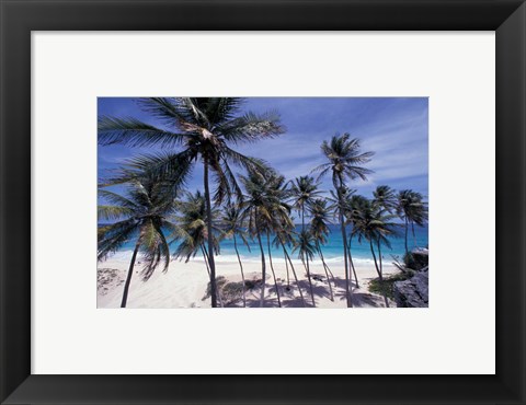 Framed Palm Trees on St Philip, Barbados, Caribbean Print