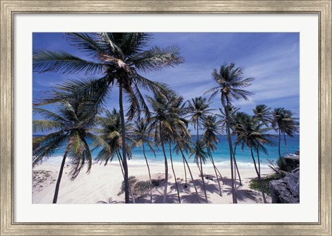 Framed Palm Trees on St Philip, Barbados, Caribbean Print