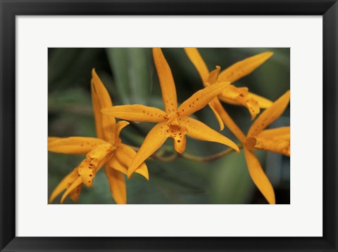 Framed Orange Orchids, Barbados, Caribbean Print