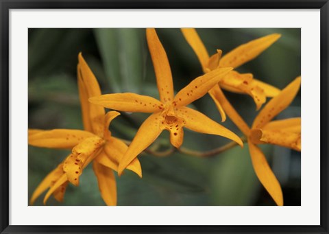 Framed Orange Orchids, Barbados, Caribbean Print