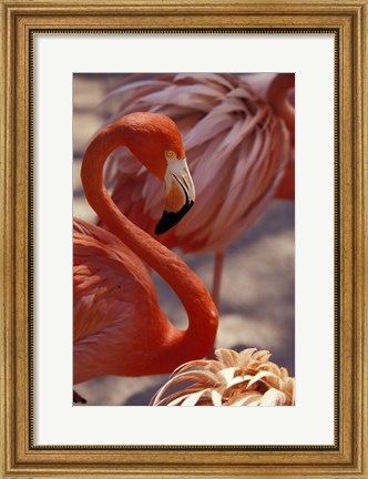 Framed Pink Flamingo in Ardastra Gardens and Zoo, Bahamas, Caribbean Print