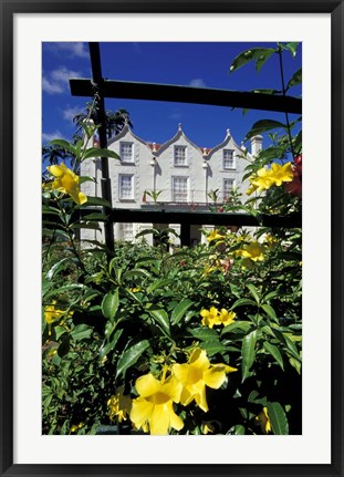 Framed Yellow flowers, St Nicholas Abbey, St Peter Parish, Barbados, Caribbean Print