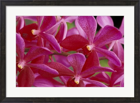 Framed Pink Orchids, Barbados, Caribbean Print