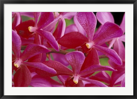 Framed Pink Orchids, Barbados, Caribbean Print