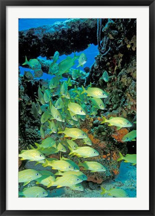 Framed Schooling Bluestriped Grunts, Bahamas, Caribbean Print