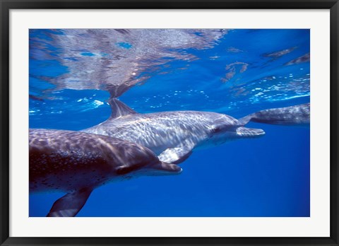 Framed Pair of Atlantic Spotted Dolphins, Bimini, Bahamas Print