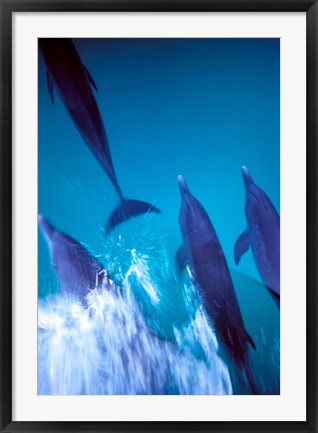 Framed Atlantic Spotted Dolphins standing, Bimini, Bahamas Print