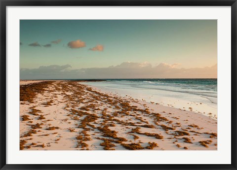 Framed Bahamas, Eleuthera, Harbor Island, Pink Sand Beach with seaweed Print