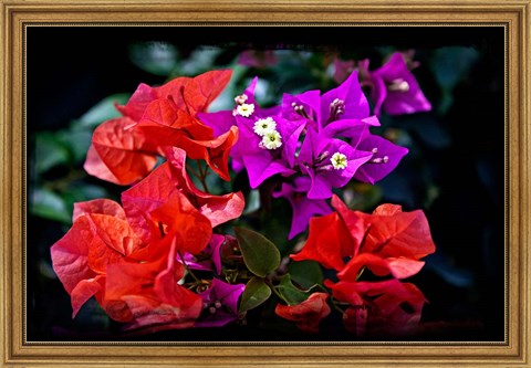 Framed Flora along Staniel Cay, Exumas, Bahamas Print