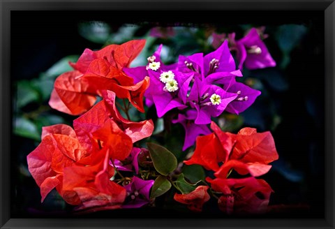 Framed Flora along Staniel Cay, Exumas, Bahamas Print